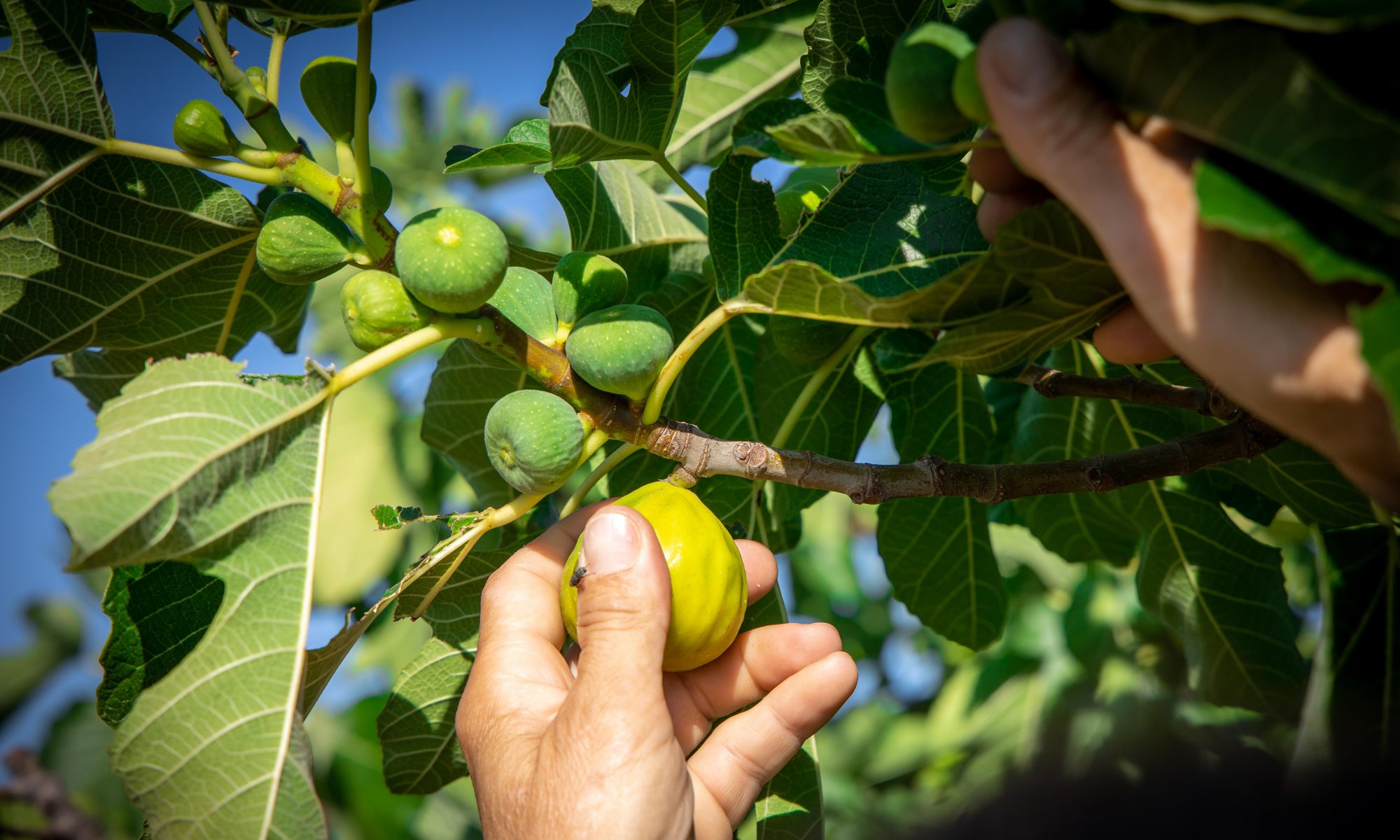 Socializing Craft & contemporary Art for sustainable Tourism